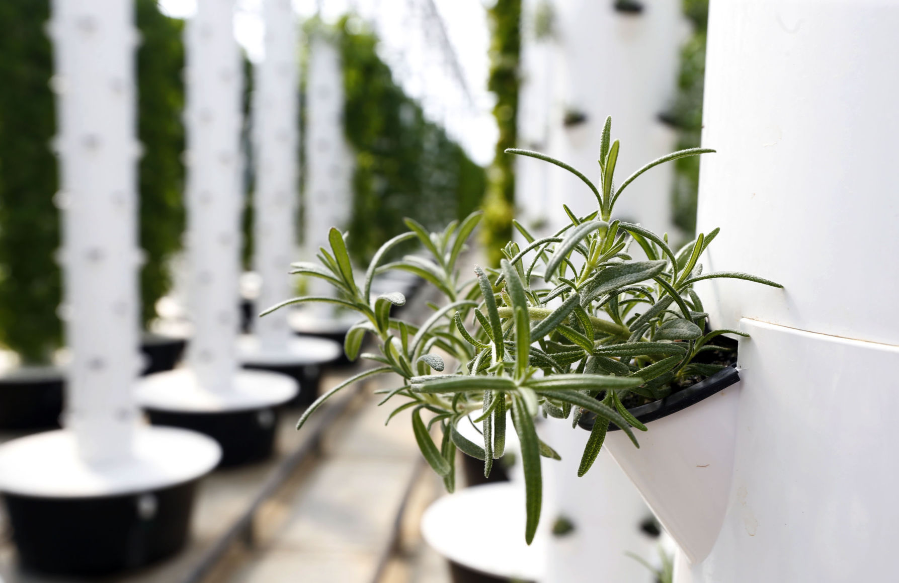 Plant - Rosemary